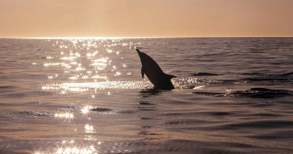 A dolphin’s dorsal fin breaking the surface of sunlit water