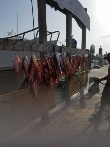 The day’s catch hanging at the dock