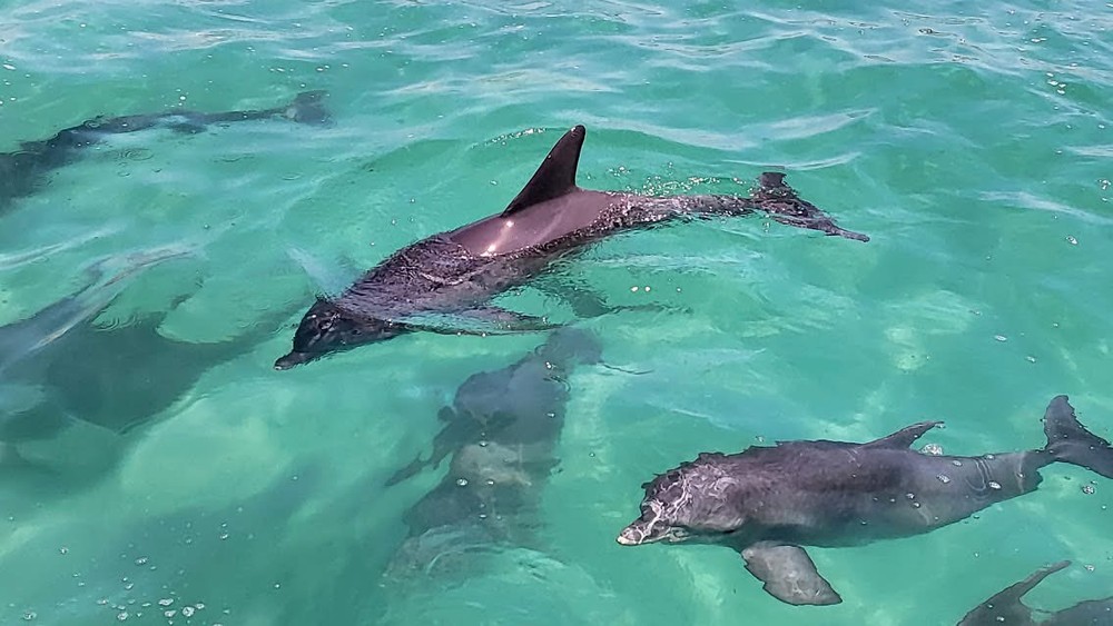 Two dolphins swimming in clear shallow water